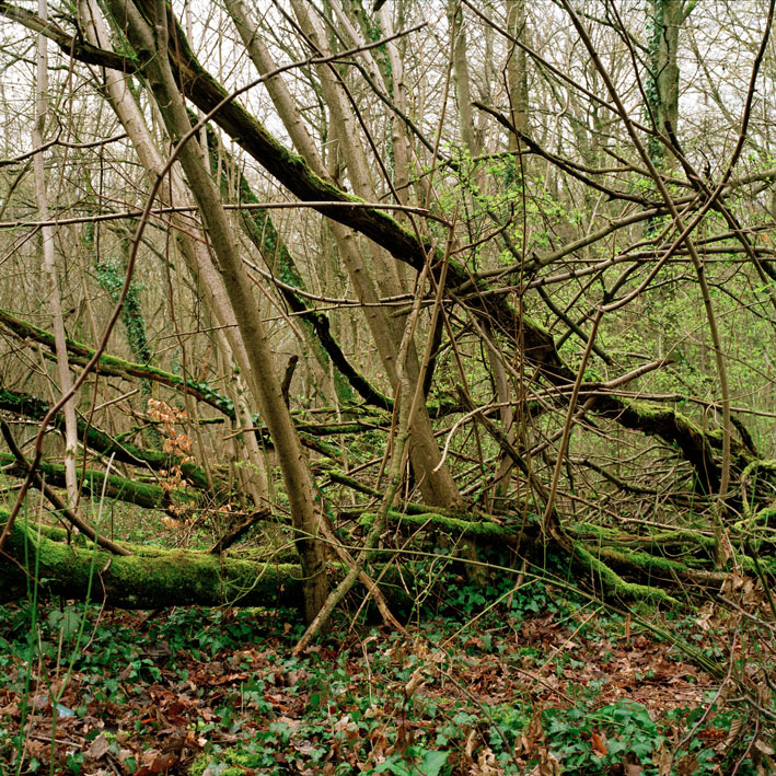 http://www.tiphainebuisson.com/files/gimgs/59_bdtiphainebuisson-laurent03.jpg